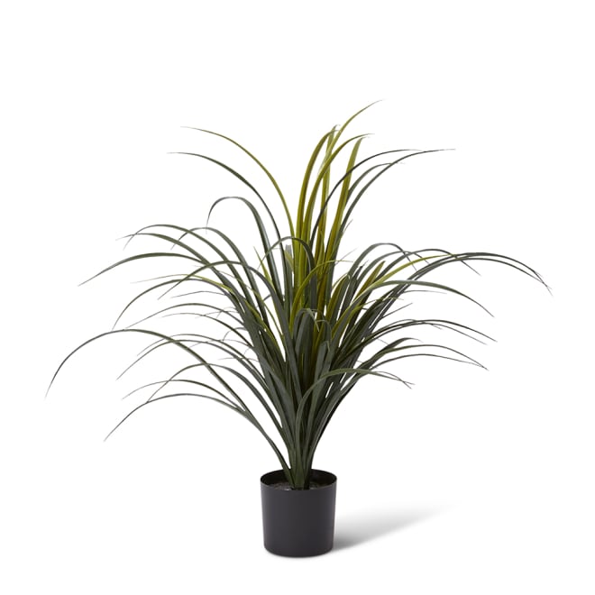 Yucca Plant Potted (Outdoor) - 60 x 60 x 65cm 