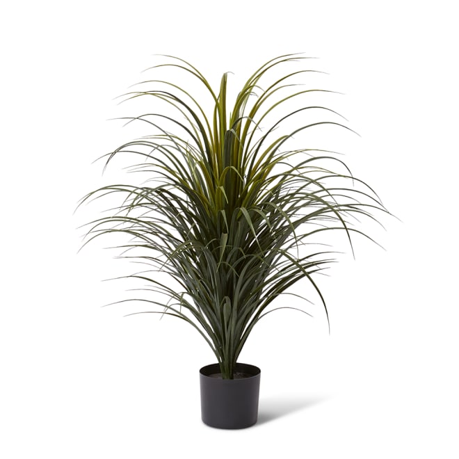 Yucca Plant Potted (Outdoor) - 70 x 70 x 90cm 