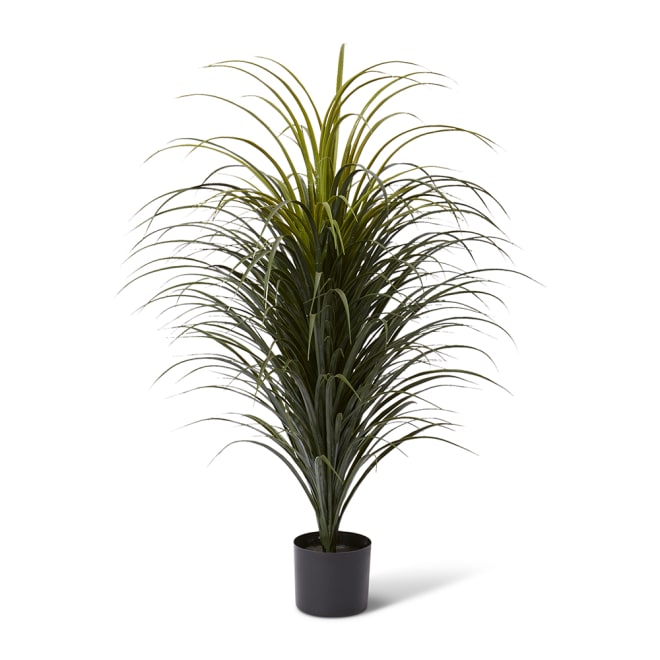 Yucca Plant Potted (Outdoor) - 80 x 80 x 105cm 