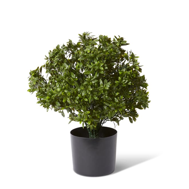 Topiary Hazel Leaf Potted (Outdoor) - 36 x 36 x 51cm 