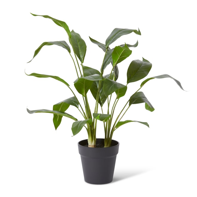 Cordyline Plant Potted - 48 x 42 x 60cm
