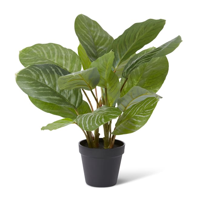 Aglaonema Plant Potted - 42 x 34 x 46cm