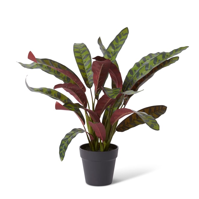 Calathea Zebra Plant Potted - 54 x 48 x 56cm