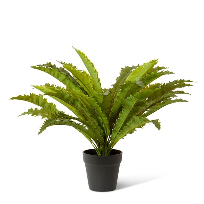 Asplenium Fern - 60 x 60 x 60cm
