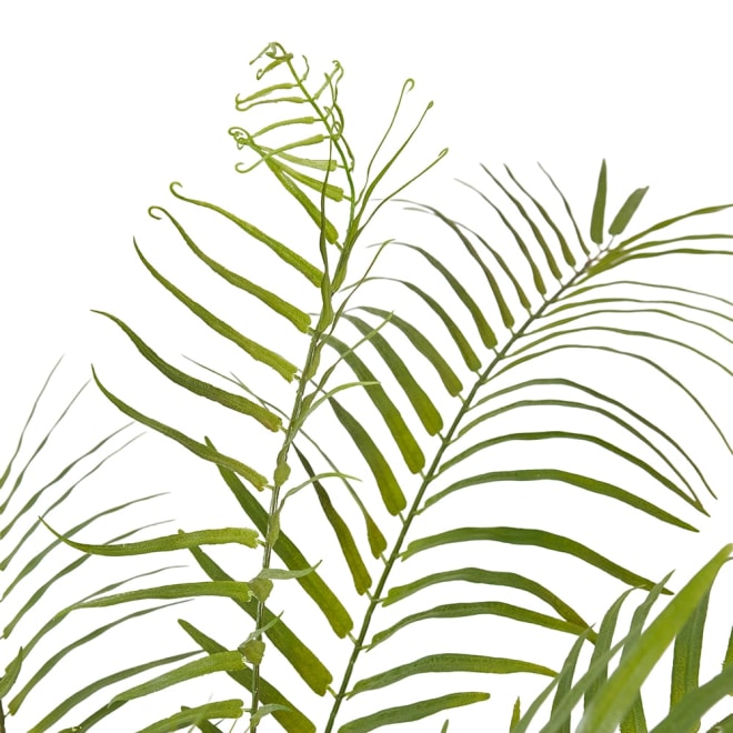 Fern Forest Green -  x  x 96.5cm color Green