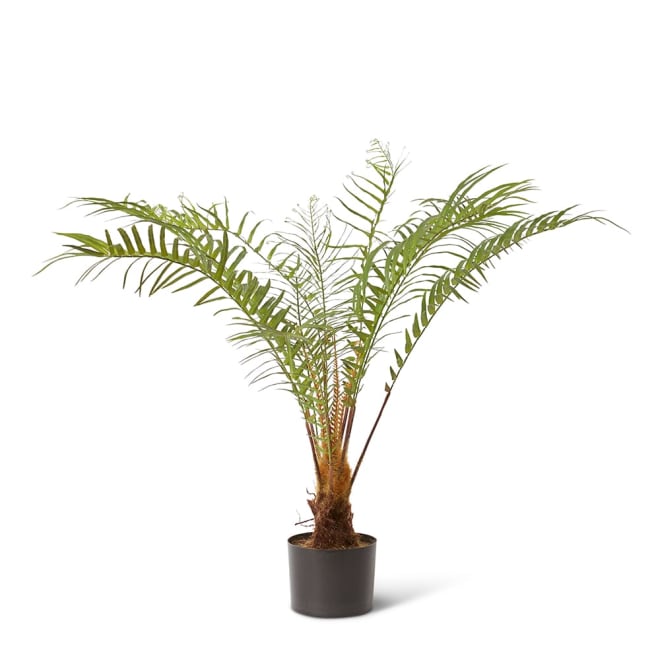 Fern Forest Green -  x  x 96.5cm color Green