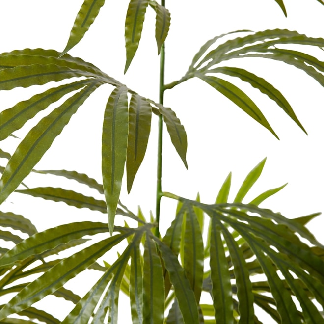 Fern Shield Plant Green - 90 x 90 x 160cm color Green
