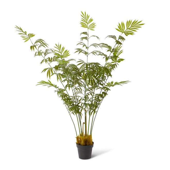 Fern Shield Plant Green - 90 x 90 x 160cm color Green