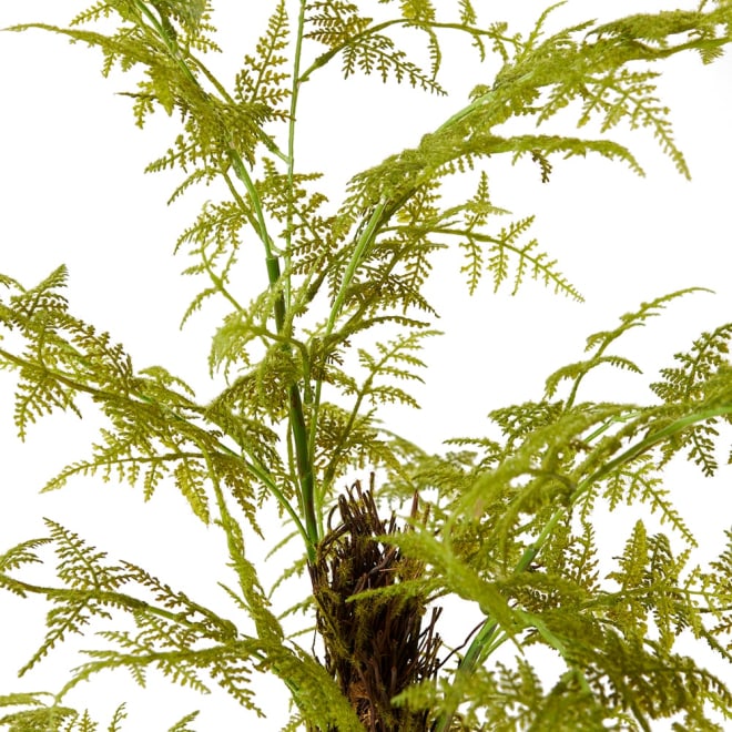 Fern Asparagus Plant Green - 23 x 19 x 66cm color Green