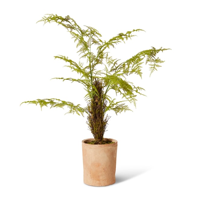 Fern Asparagus Plant Green - 23 x 19 x 66cm color Green