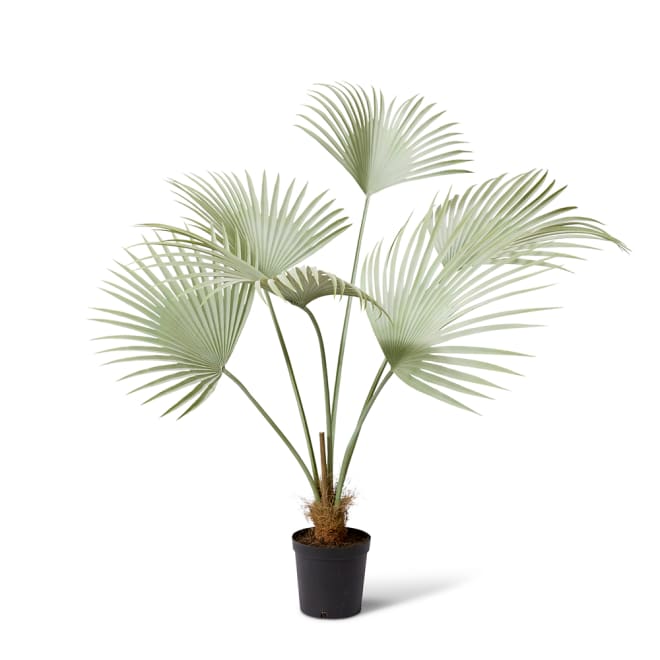 Fan Palm - 110 x 80 x 140cm