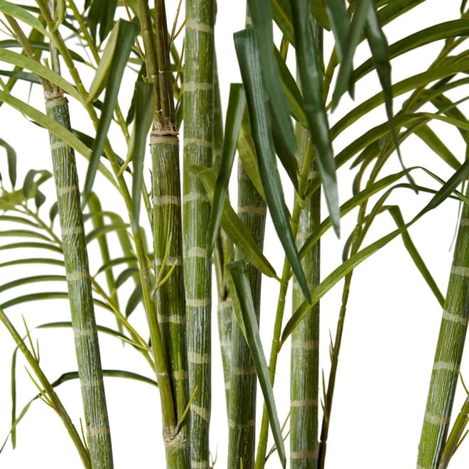 Cane Palm - 160 x 160 x 220cm color Green