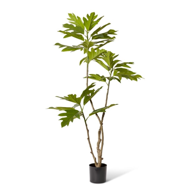 Breadfruit Tree - 32 x 26 x 180cm color Green