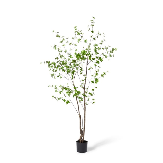 PierisTree Dark Green - 120 x 110 x 210cm color Dark Green