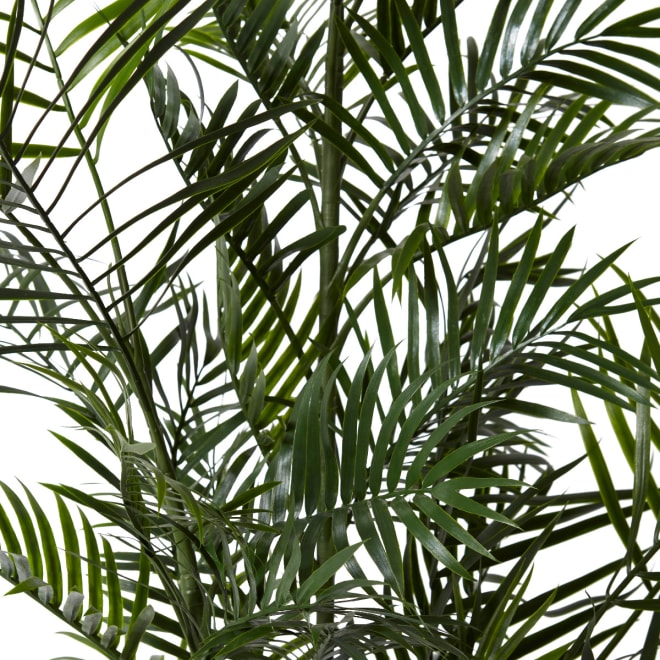 Palm Areca Outdoor - 150 x 80 x 150 cm 