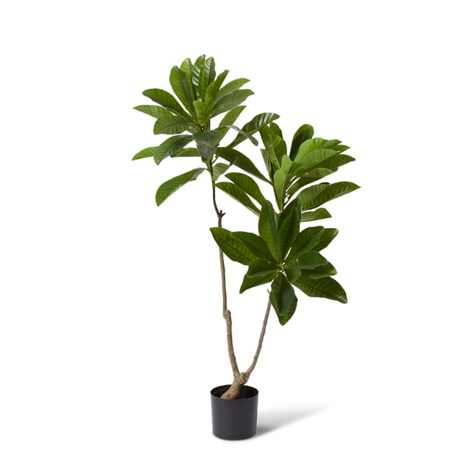 Loquat Tree - 88 x 80 x 150cm