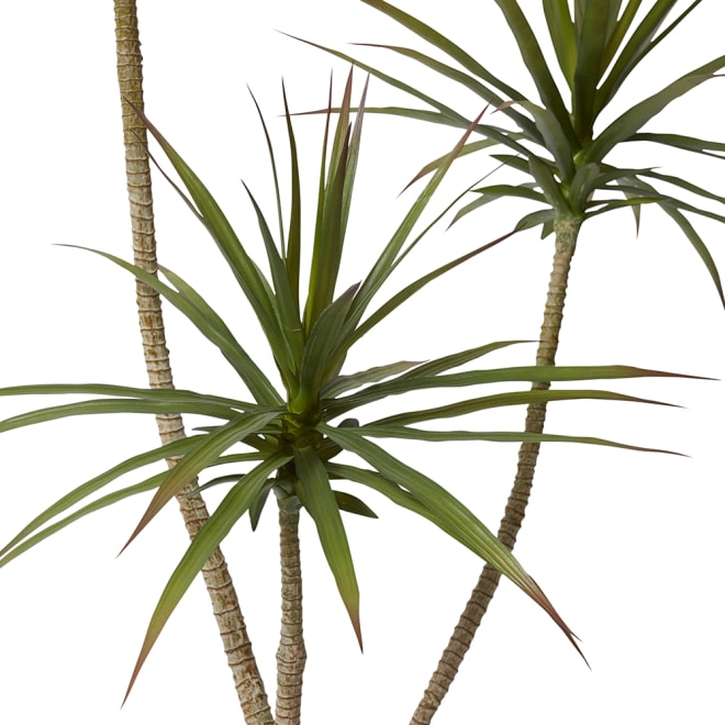 Yucca Tree - 76 x 70 x 150cm 