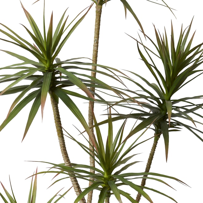 Yucca Tree - 96 x 80 x 205cm 