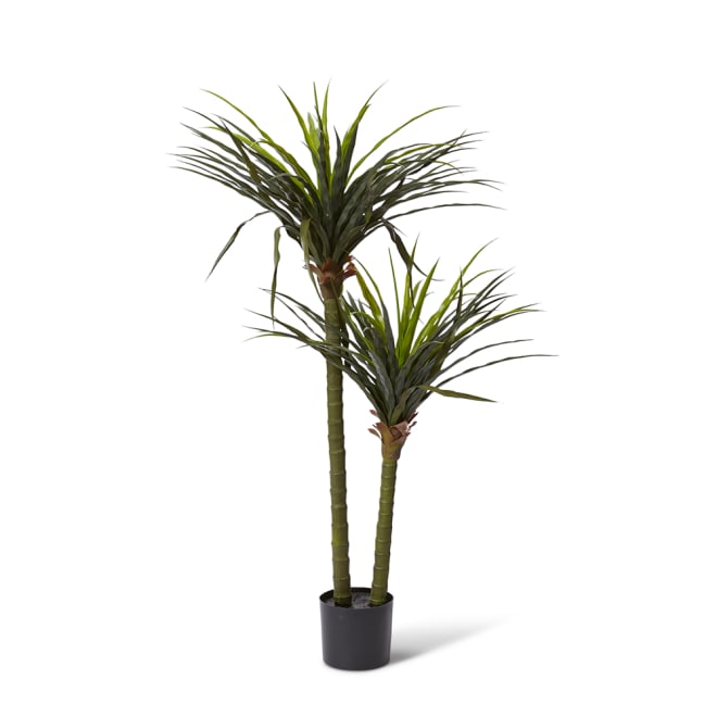 Dracaena Grass Tree Potted (Outdoor) - 80 x 70 x 130cm