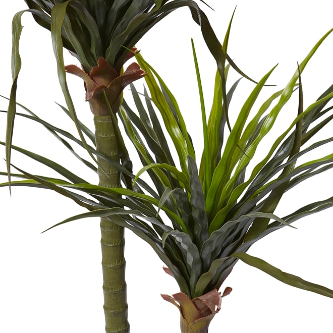 Dracaena Grass Tree Potted (Outdoor) - 80 x 70 x 130cm 