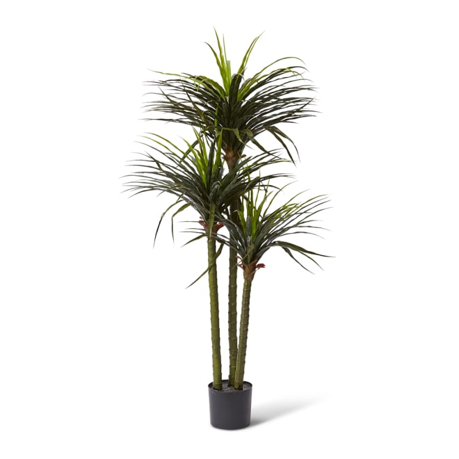 Dracaena Grass Tree Potted (Outdoor) - 90 x 80 x 163cm 