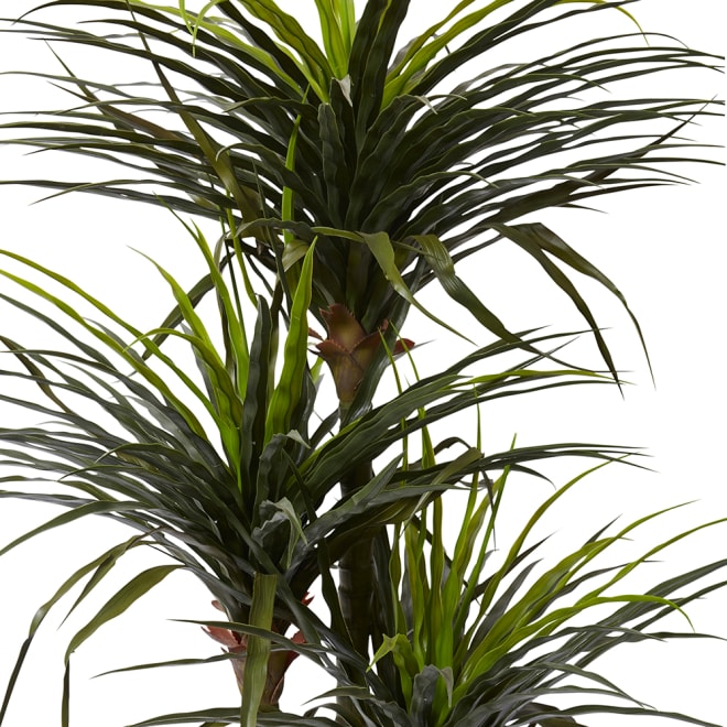 Dracaena Grass Tree Potted (Outdoor) - 90 x 80 x 163cm 