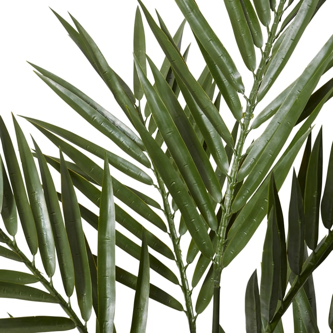 Palm Kentia (Outdoor) - 80 x 80 x 183cm 