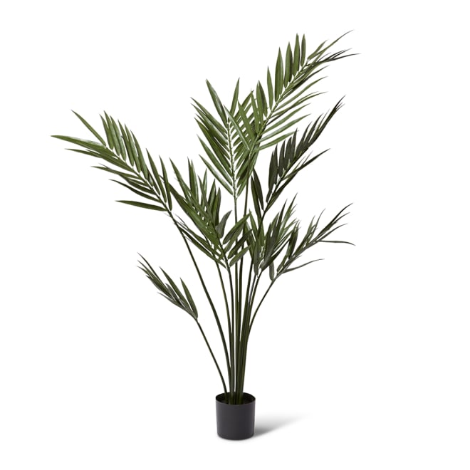 Palm Kentia (Outdoor) - 90 x 90 x 213cm