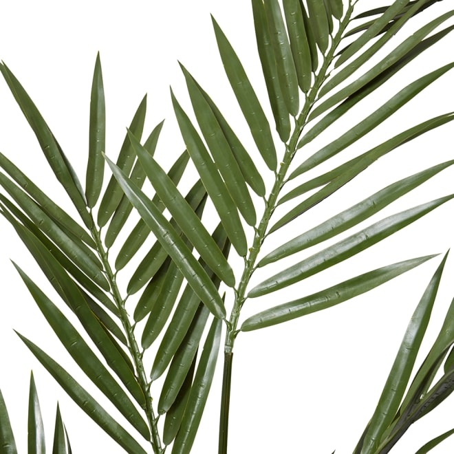 Palm Kentia (Outdoor) - 90 x 90 x 213cm 