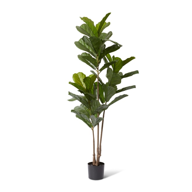 Fiddle Tree (Outdoor) Green - 75 x 75 x 168cm color Green