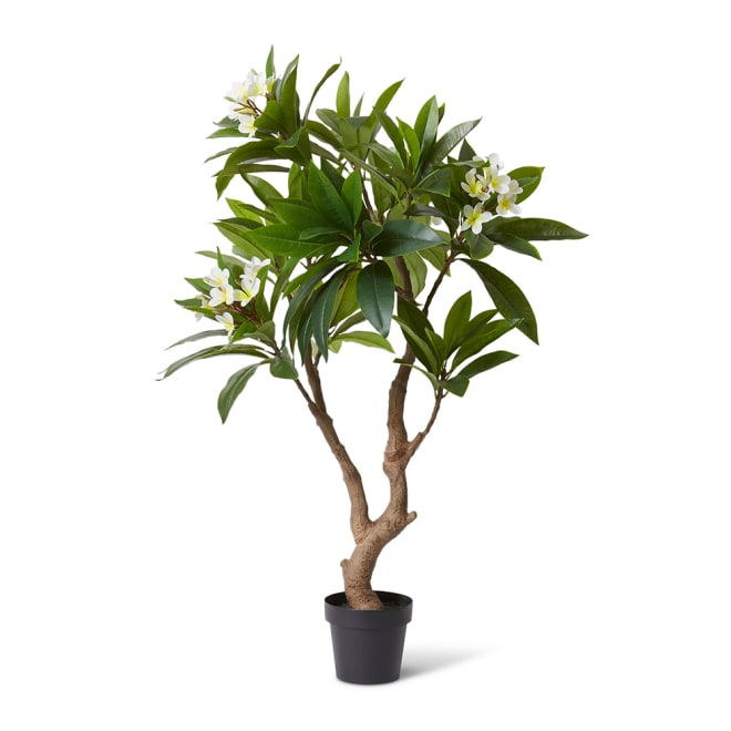 Frangipani Tree - 85 x 80 x 150cm