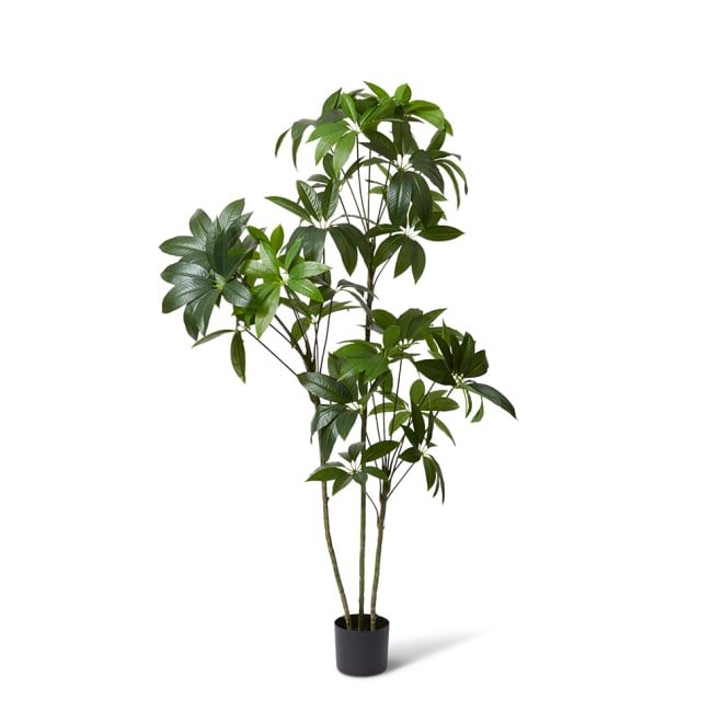 Schefflera Tree Green - 90 x 80 x 180cm color Green