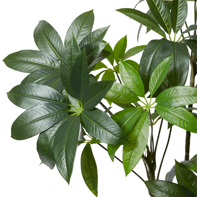 Schefflera Tree Green - 90 x 80 x 180cm color Green
