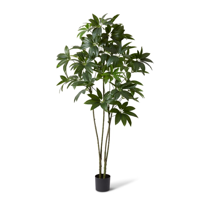 Schefflera Tree Green - 110 x 100 x 220cm color Green