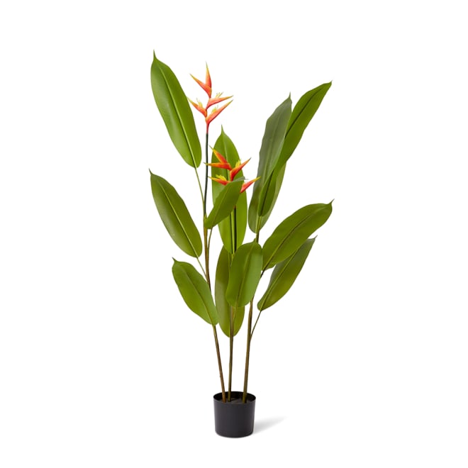 Heliconia Flowering Plant - 70 x 70 x 140cm