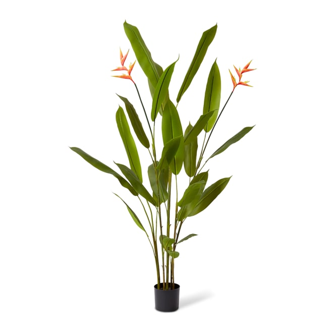 Heliconia Flowering Plant - 80 x 80 x 180cm