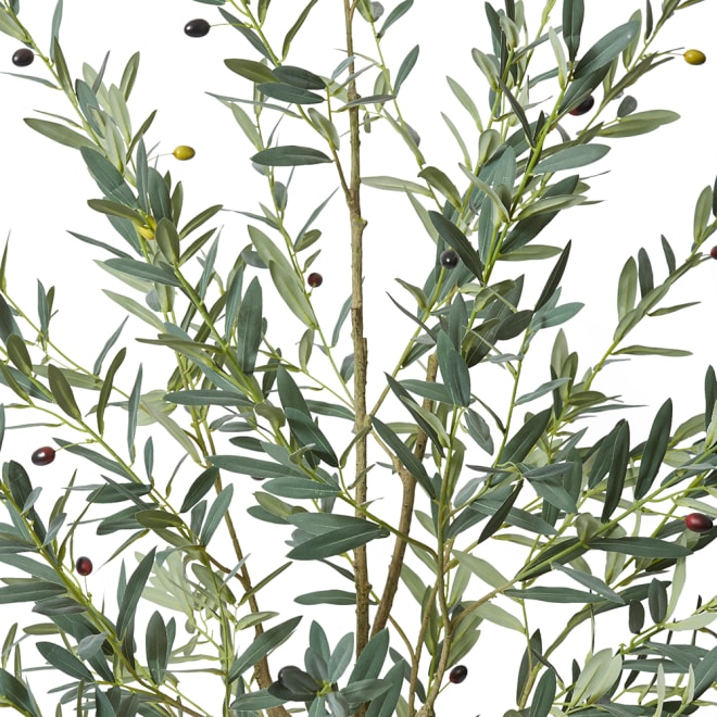 Olive Tree - 70 x 60 x 210cm 