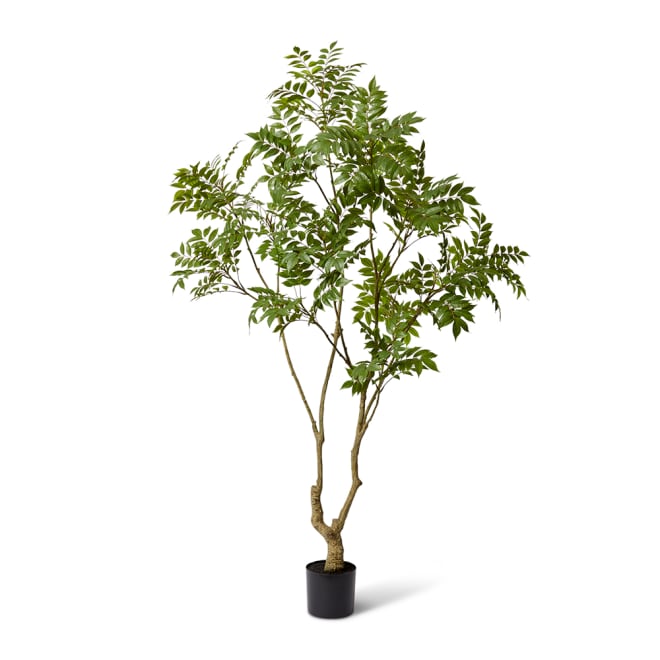 Japanese Lacquer Tree - 100 x 80 x 220cm