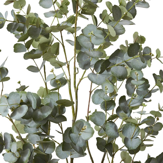 Eucalyptus Tree - 70 x 60 x 170cm 