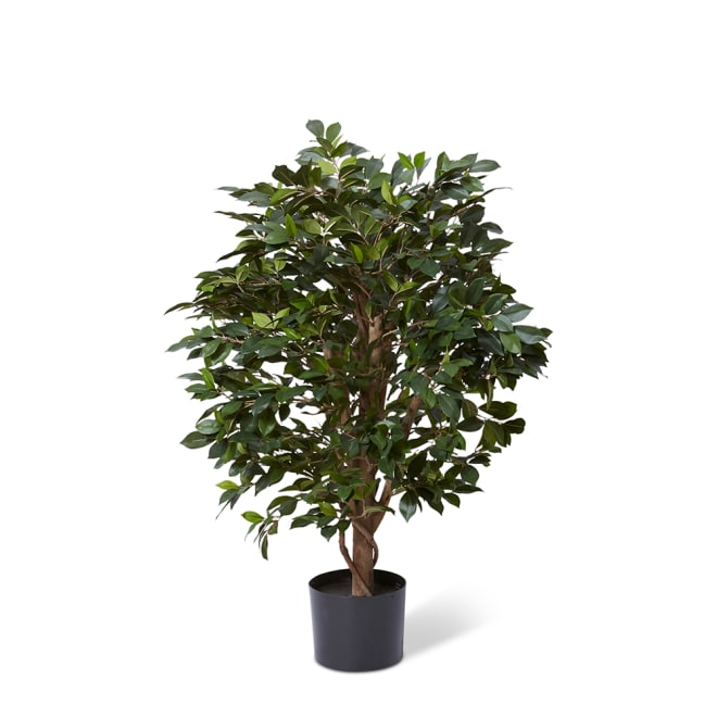 Ficus Retusa Tree - 45 x 45 x 90cm 