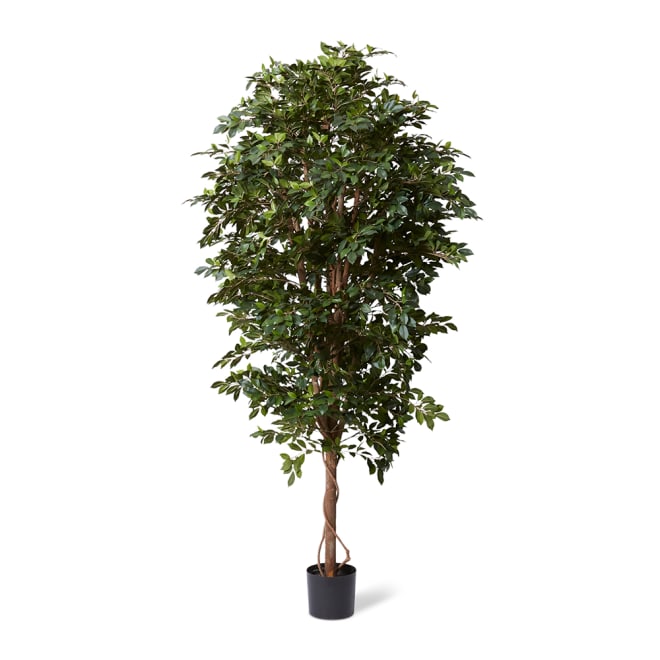 Ficus Retusa Tree - 65 x 65 x 210cm