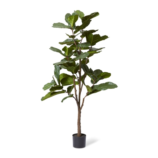 Fiddle Tree - 50 x 50 x 180cm