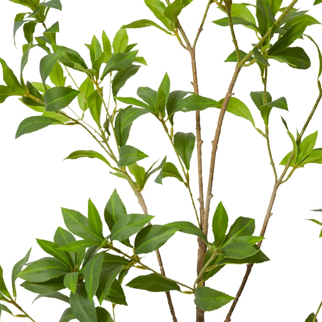 Pieris Japonica Tree Green - 60 x 60 x 120cm color Green