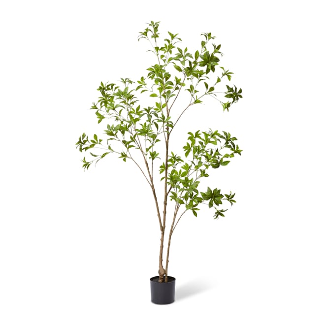 Pieris Japonica Tree Green - 90 x 90 x 180cm color Green