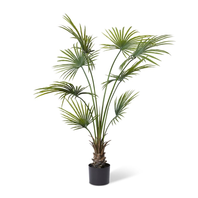 Kwai Palm (Outdoor) - 120 x 120 x 180cm