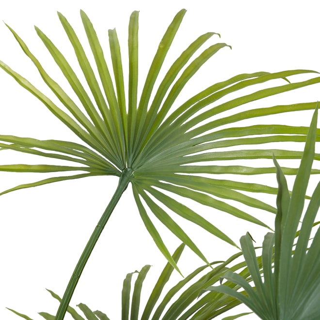 Kwai Palm (Outdoor) - 120 x 120 x 180cm 