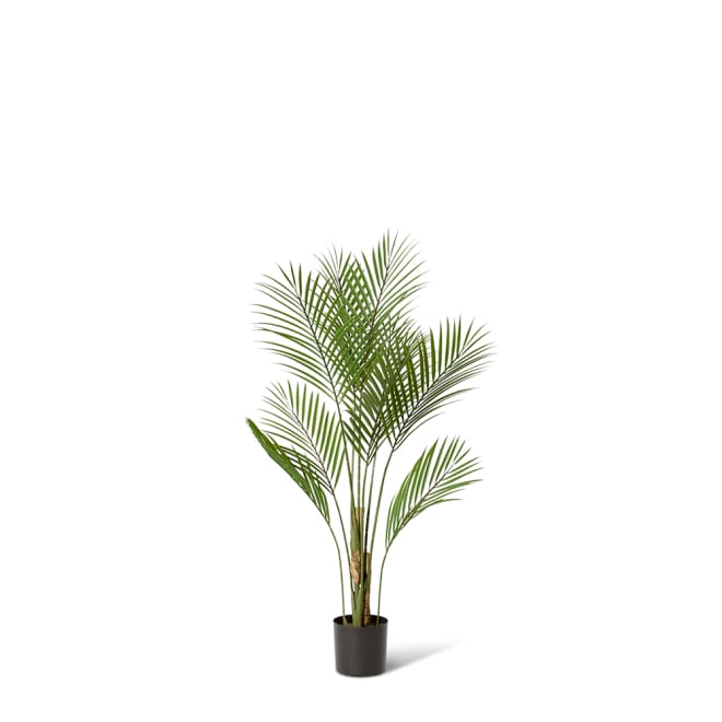 Palm Phoenix (Outdoor) - 60 x 60 x 90cm