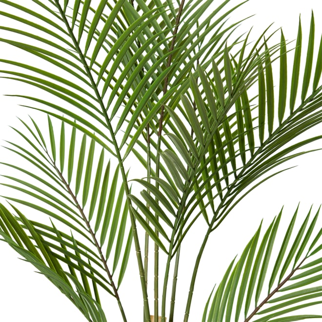 Palm Phoenix (Outdoor) - 60 x 60 x 90cm 