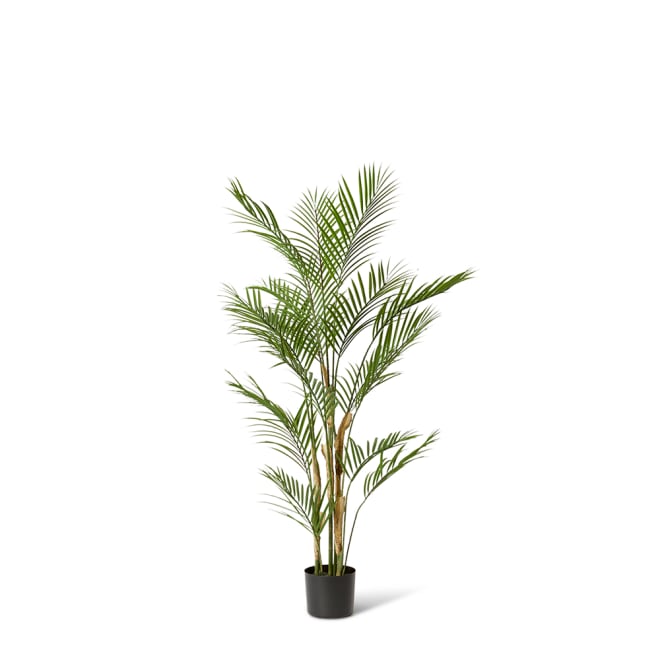 Palm Phoenix (Outdoor) - 90 x 90 x 120cm