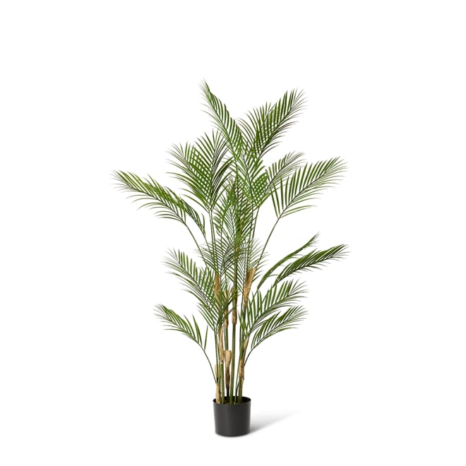 Palm Phoenix (Outdoor) - 92 x 92 x 150cm 
